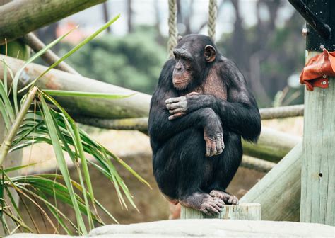 Chimpanzee Habitat | Best Awards