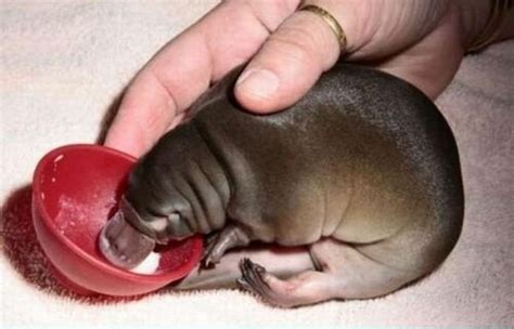 Platypus « Australian Animals