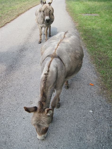 Palm Sunday and the Legend of the Donkey - Toledo Visitation