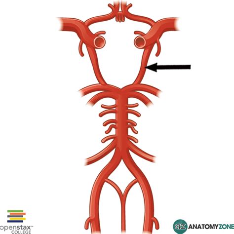 Posterior Communicating Artery • Cardiovascular, Nervous System ...