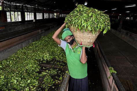 In Sri Lanka, Organic Farming Went Catastrophically Wrong – Ilankai Tamil Sangam