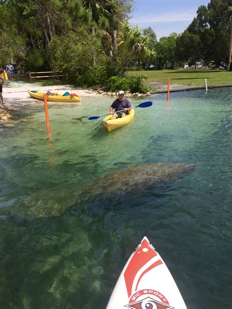 Where To See Manatees in Crystal River - Fleurty Girl Travels