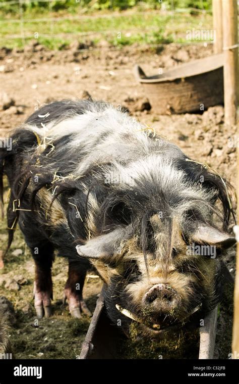 Close up of coon coon pig Stock Photo - Alamy