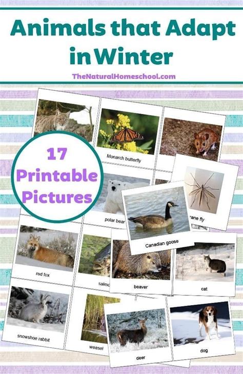 17 Printable Pictures of Animals that Adapt in Winter - The Natural Homeschool | Animal ...