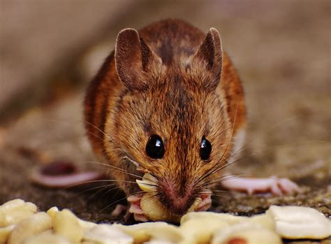 Tips to Handle Mice Infestation in Your House - Animal Control Specialists, IL