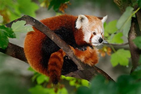 Red Panda Habitat Loss