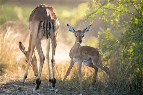 Free Photo | Beautiful shot of a mother antelope eating grasses with an ...