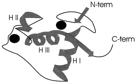 Structure of the glucocorticoid receptor DBD drawn in a ribbon... | Download Scientific Diagram