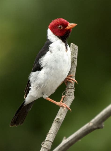 Yellow-billed Cardinal - Owen Deutsch Photography