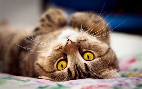 Cat, Whiskers, Eyes 1920x1200 wallpaper | HD Wallpapers