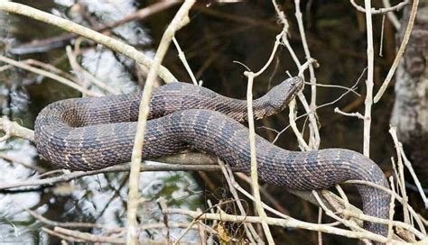 Water Snakes in North Carolina (13 Species With Pictures) - Wildlife ...