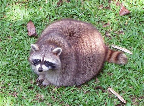 Adorable, but maybe this raccoon needs to go on a diet