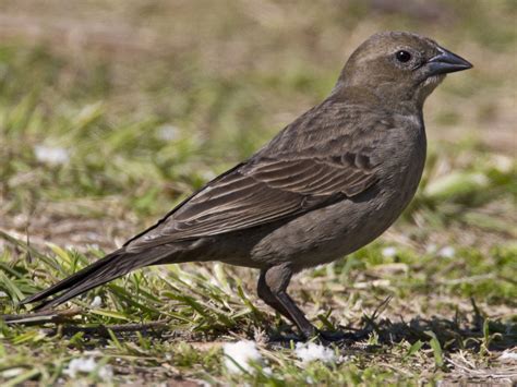 Tordo Renegrido - eBird Argentina