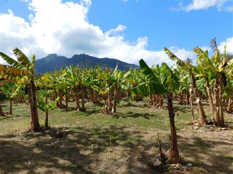 How Do Bananas Grow? - The Produce Nerd