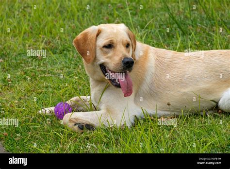 Golden Retriever Lab Mix Dogs