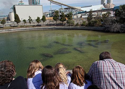 Manatee Viewing Center becomes top-rated destination | Bay Soundings