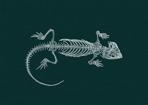 jennifersmithart: “ Central Bearded Dragon Skeleton Print now available from my etsy! https ...