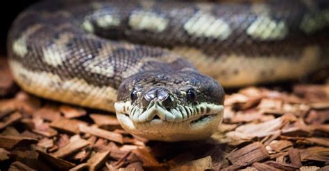 Coastal Carpet Python Animal Facts | Morelia spilota mcdowelli - Wiki Point