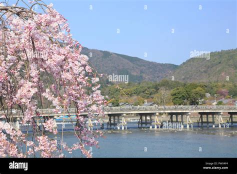 Cherry blossoms in Kyoto Arashiyama Stock Photo - Alamy