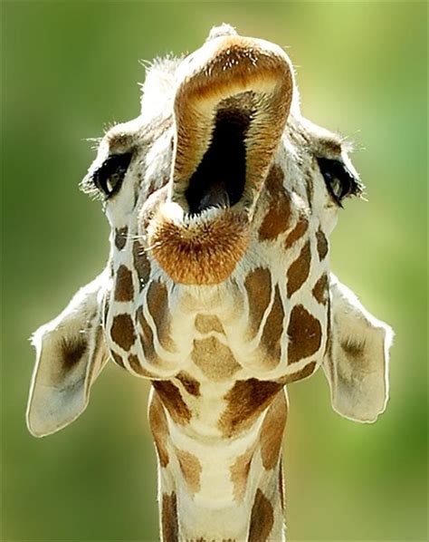 funny animal pictures, giraffe - Dump A Day