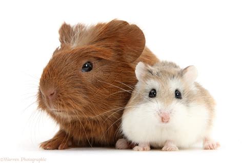 Baby red Guinea pig and cute Roborovski Hamster photo WP40549