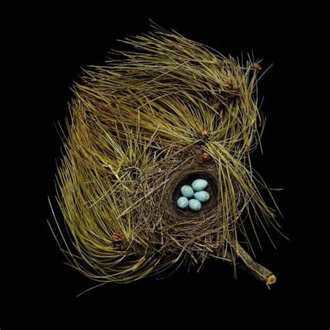 Nests and the Birds That Built Them - Gallery - Garden Design | Nest, Birds, Pet birds