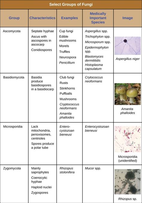 5.3 – Fungi – Microbiology 201