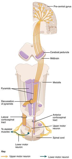 Corticospinal Tract - Physiopedia