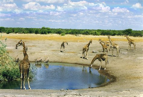 Bildet : natur, ørken, dyreliv, Afrika, pattedyr, fauna, savannen, vanlig, vannhull, vilt dyr ...