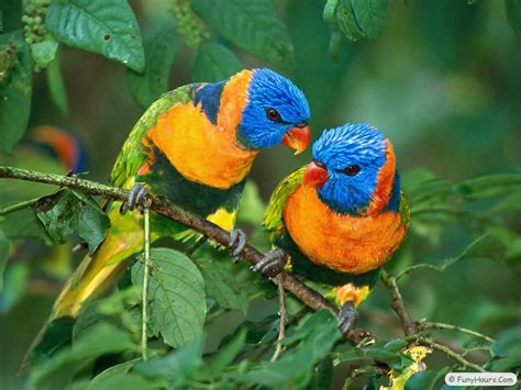 More Exotic-Birds wallpaper | Your Title