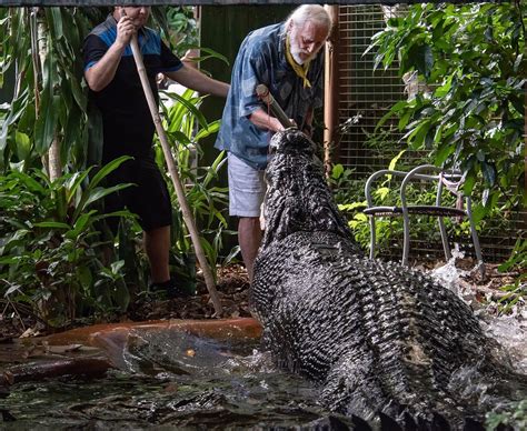 World’s largest captive crocodile Cassius dies in Australia: ‘More than ...