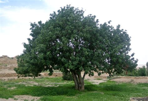 CERATONIA SILIQUA | Tree seedlings, Trees to plant, Low maintenance garden