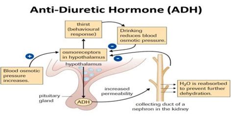 Mechanism of action of Antidiuretic Hormone (ADH) - QS Study