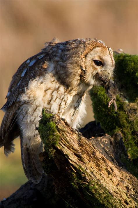 Tawny owl eating by AngiWallace on DeviantArt