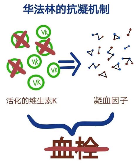 服用华法林常见问题回答 - 知乎