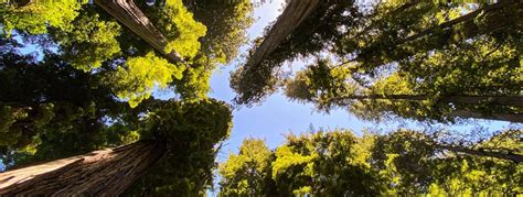 Redwood National Park Travel Guide & Travel Tips | Outdooractive