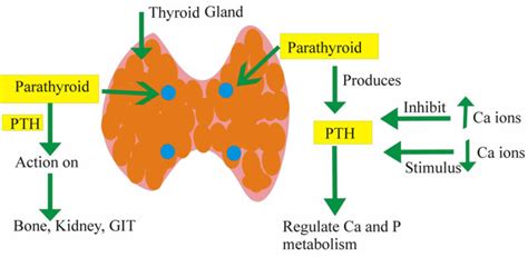 Parathyroid hormone function, low parathyroid hormone & high ...