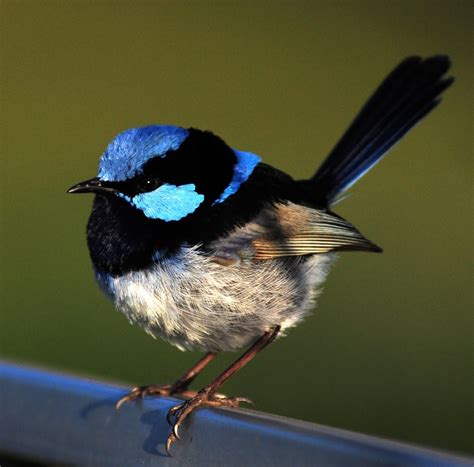 JACKMARINO®: SUPERB FAIRY-WREN