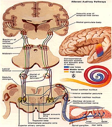 Working with children - Cytomegalovirus, Auditory Neuropath Spectrum ...