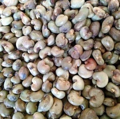 Whole Natural Raw Cashew Nuts, SW450 at Rs 550/kg in Contai | ID: 2850402868597