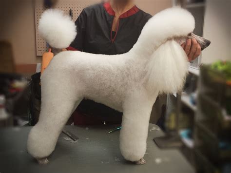 Miniature Poodle Groomed - Wags To Riches Dog Grooming