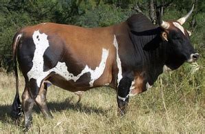 Nguni | The Cattle Site