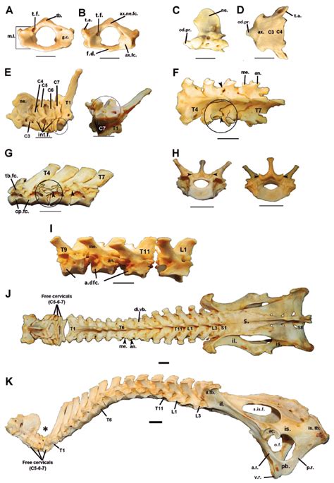 SciELO - Brasil - The vertebral column of Chaetophractus villosus ...