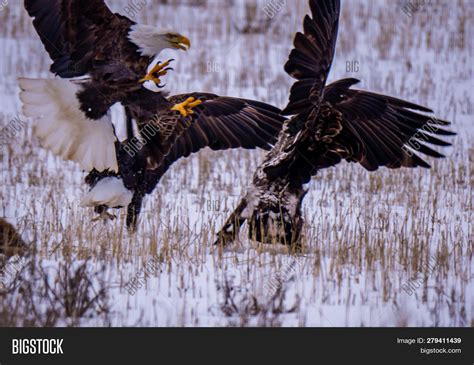 Bald Eagle Swoopes Image & Photo (Free Trial) | Bigstock