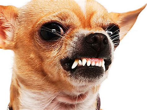 robertguyton: Pint sized chihuahua, teeth bared in brand labeled clothing