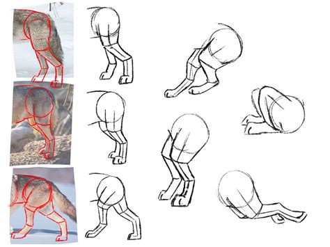 Wolf back legs anatomy study by Fl0atingBubbles on DeviantArt