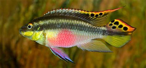 Purple Cichlid Species | Tropical Fish Hobbyist Magazine