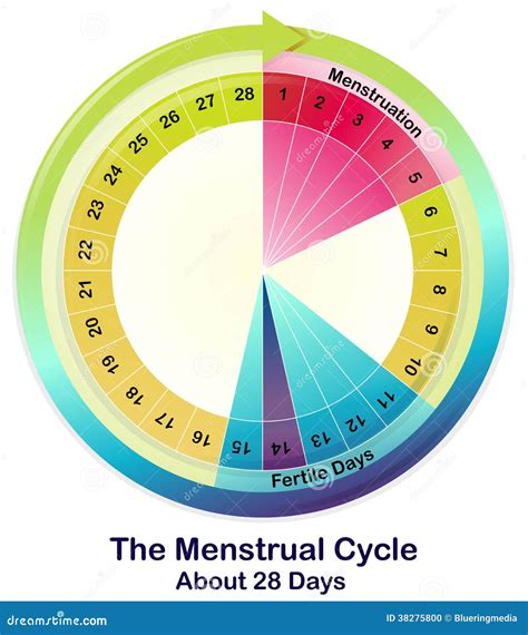 Le cycle menstruel illustration de vecteur. Illustration du ovule ...