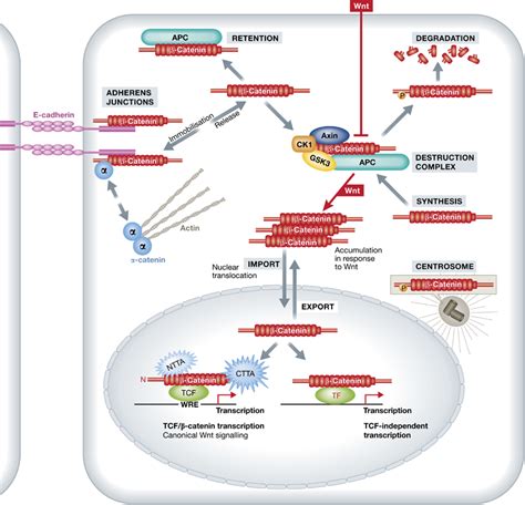 The many faces and functions of β‐catenin | The EMBO Journal