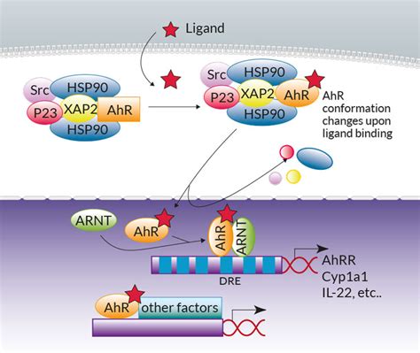 AhR Reporter Cell Lines | InvivoGen